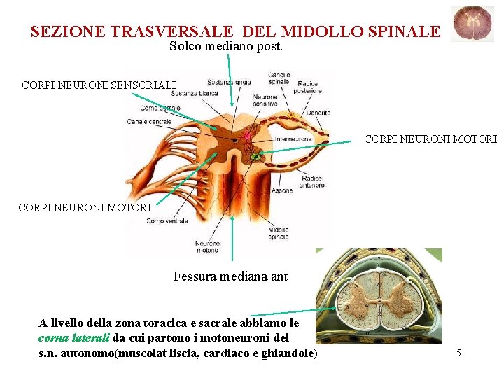 SEZIONE TRASVERSALE DEL MIDOLLO SPINALE Solco mediano post. CORPI NEURONI SENSORIALI CORPI NEURONI MOTORI