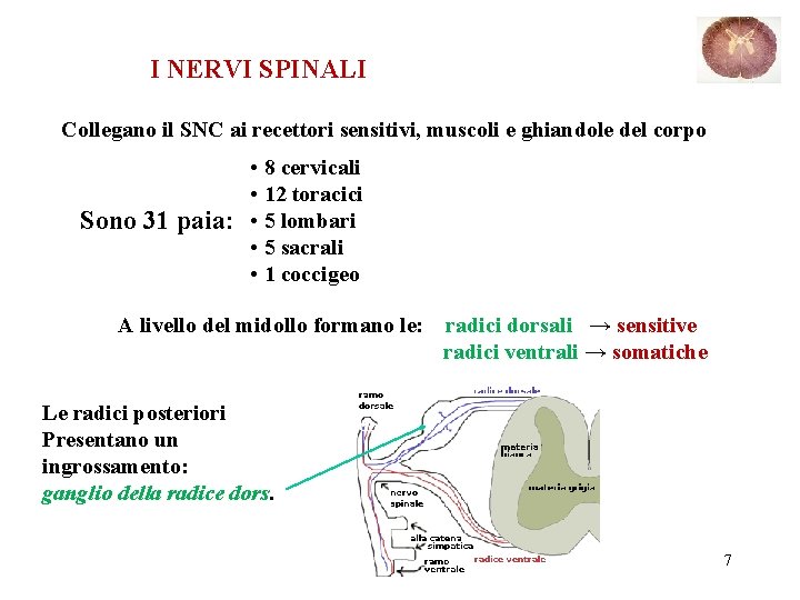 I NERVI SPINALI Collegano il SNC ai recettori sensitivi, muscoli e ghiandole del corpo