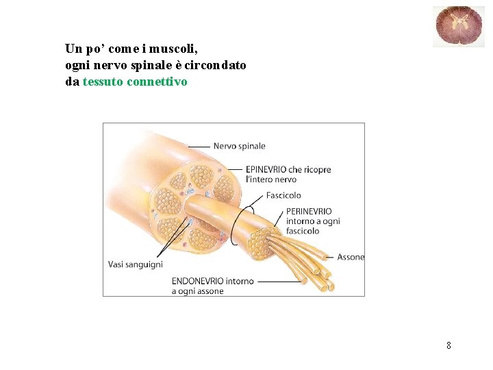 Un po’ come i muscoli, ogni nervo spinale è circondato da tessuto connettivo 8