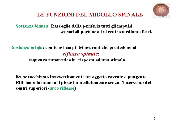 LE FUNZIONI DEL MIDOLLO SPINALE Sostanza bianca: Raccoglie dalla periferia tutti gli impulsi sensoriali