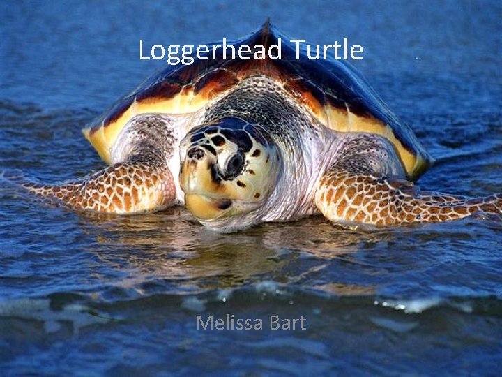 Loggerhead Turtle Melissa Bart 