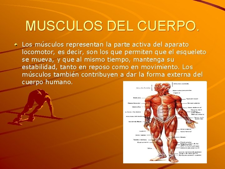 MUSCULOS DEL CUERPO. Los músculos representan la parte activa del aparato locomotor, es decir, MUSCULOS DEL CUERPO. Los músculos representan la parte activa del aparato locomotor, es decir,