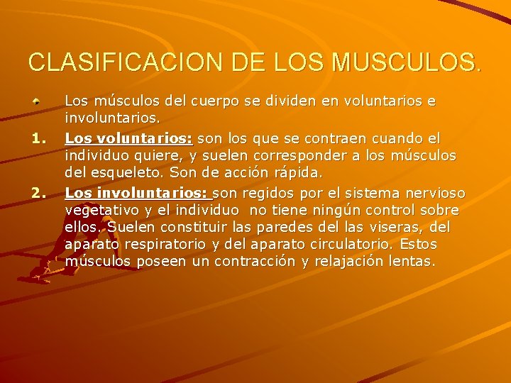 CLASIFICACION DE LOS MUSCULOS. 1. 2. Los músculos del cuerpo se dividen en voluntarios CLASIFICACION DE LOS MUSCULOS. 1. 2. Los músculos del cuerpo se dividen en voluntarios
