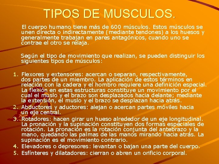 TIPOS DE MUSCULOS. El cuerpo humano tiene más de 600 músculos. Estos músculos se TIPOS DE MUSCULOS. El cuerpo humano tiene más de 600 músculos. Estos músculos se