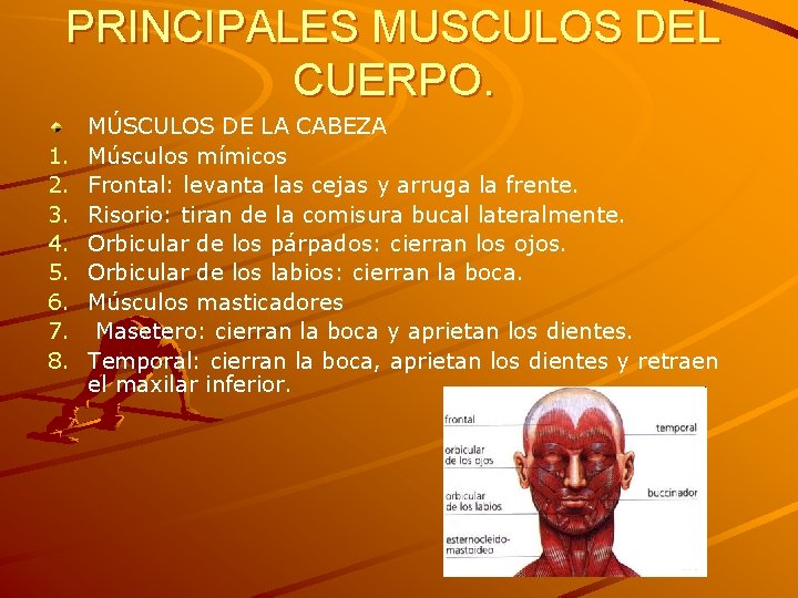 PRINCIPALES MUSCULOS DEL CUERPO. 1. 2. 3. 4. 5. 6. 7. 8. MÚSCULOS DE PRINCIPALES MUSCULOS DEL CUERPO. 1. 2. 3. 4. 5. 6. 7. 8. MÚSCULOS DE