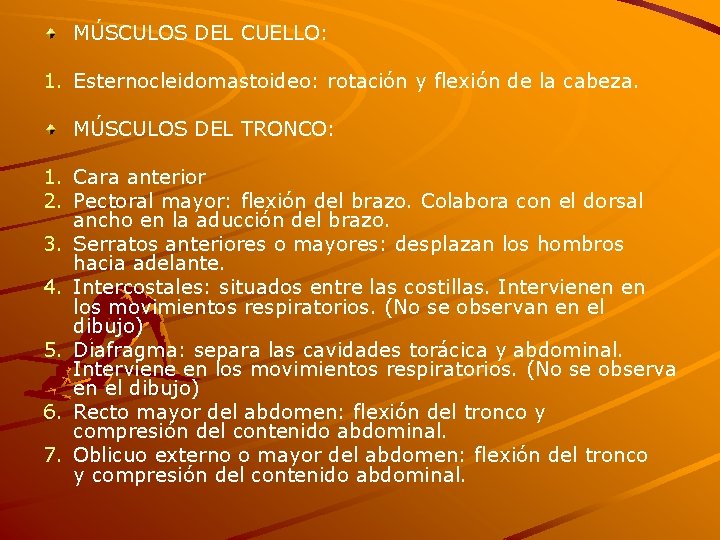 MÚSCULOS DEL CUELLO: 1. Esternocleidomastoideo: rotación y flexión de la cabeza. MÚSCULOS DEL TRONCO: MÚSCULOS DEL CUELLO: 1. Esternocleidomastoideo: rotación y flexión de la cabeza. MÚSCULOS DEL TRONCO: