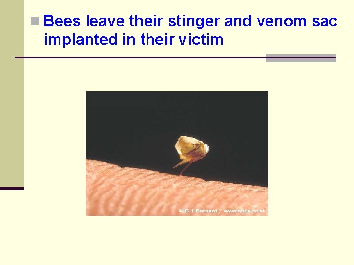 n Bees leave their stinger and venom sac implanted in their victim 