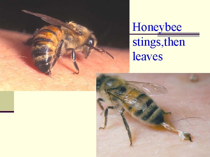 Honeybee stings, then leaves 