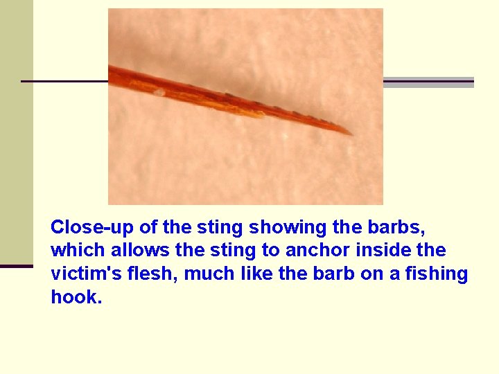 Close-up of the sting showing the barbs, which allows the sting to anchor inside