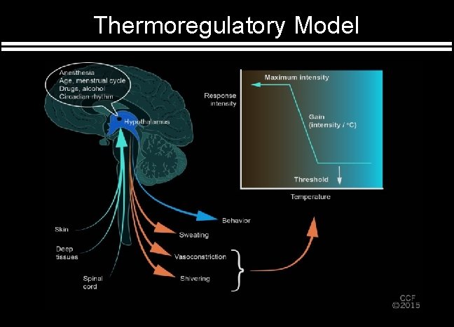 Thermoregulatory Model 