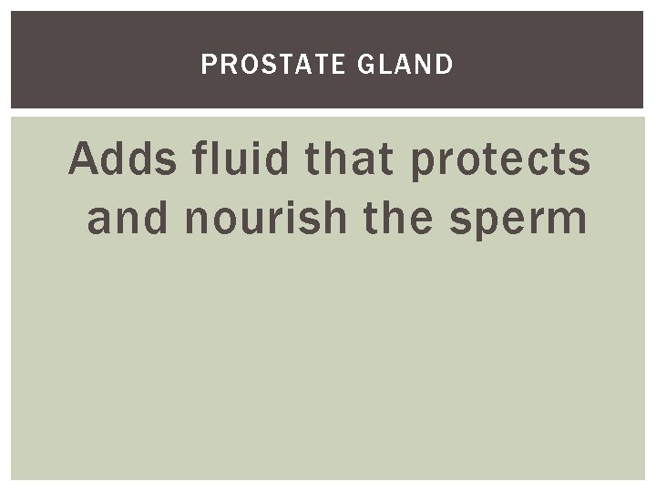 PROSTATE GLAND Adds fluid that protects and nourish the sperm 