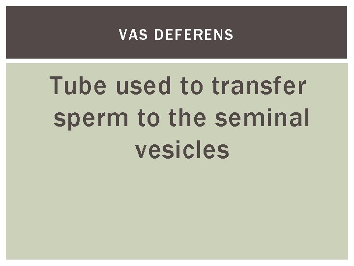 VAS DEFERENS Tube used to transfer sperm to the seminal vesicles 