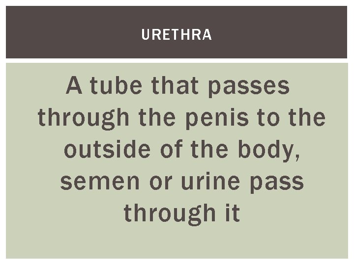 URETHRA A tube that passes through the penis to the outside of the body,