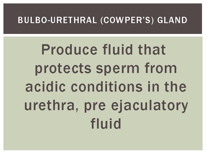 BULBO-URETHRAL (COWPER’S) GLAND Produce fluid that protects sperm from acidic conditions in the urethra,