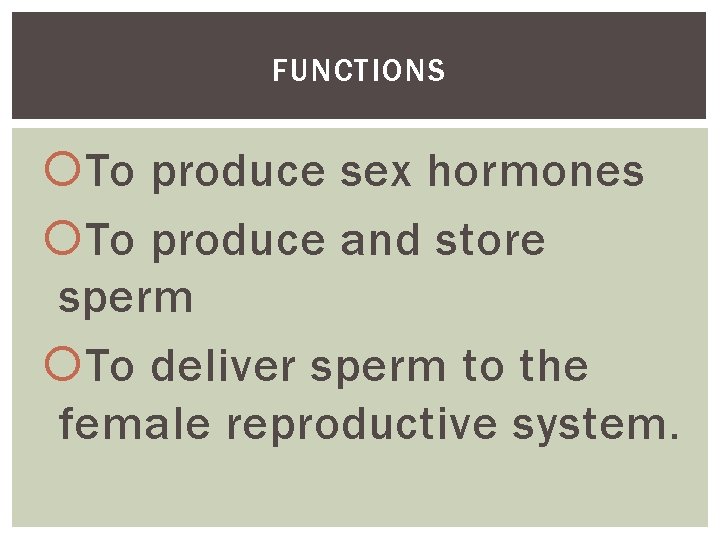 FUNCTIONS To produce sex hormones To produce and store sperm To deliver sperm to