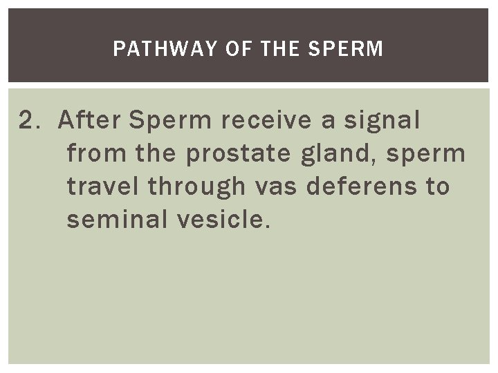 PATHWAY OF THE SPERM 2. After Sperm receive a signal from the prostate gland,