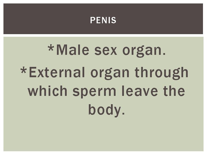 PENIS *Male sex organ. *External organ through which sperm leave the body. 