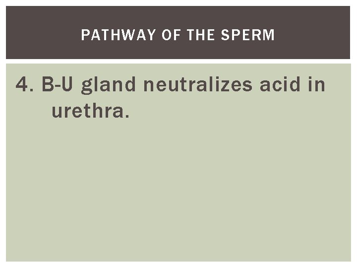 PATHWAY OF THE SPERM 4. B-U gland neutralizes acid in urethra. 