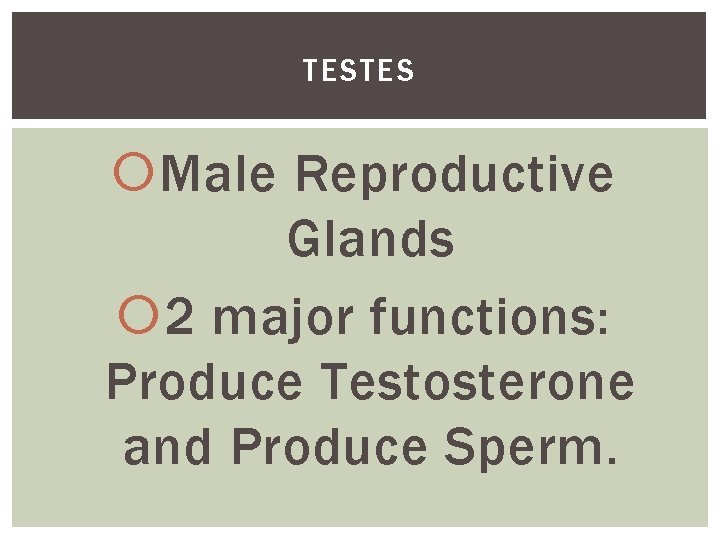 TESTES Male Reproductive Glands 2 major functions: Produce Testosterone and Produce Sperm. 