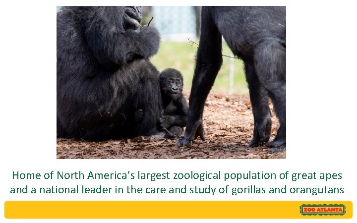 Home of North America’s largest zoological population of great apes and a national leader