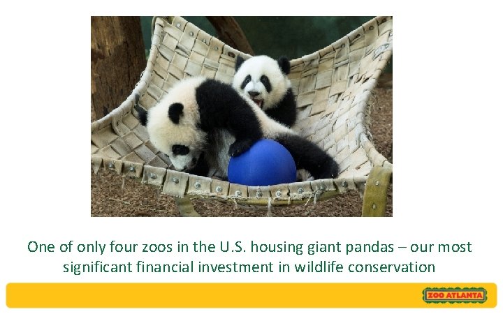One of only four zoos in the U. S. housing giant pandas – our