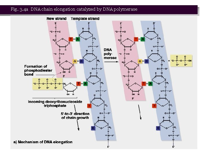 Fig. 3. 4 a DNA chain elongation catalyzed by DNA polymerase 