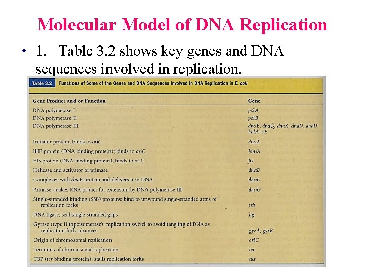 Molecular Model of DNA Replication • 1. Table 3. 2 shows key genes and