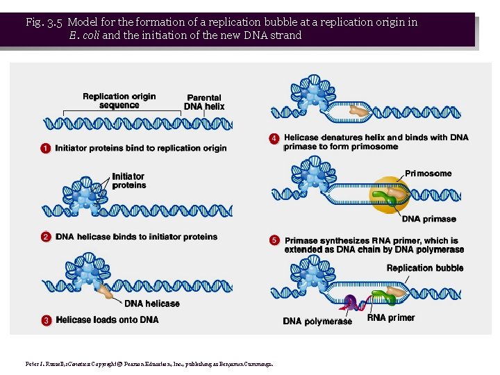 Fig. 3. 5 Model for the formation of a replication bubble at a replication