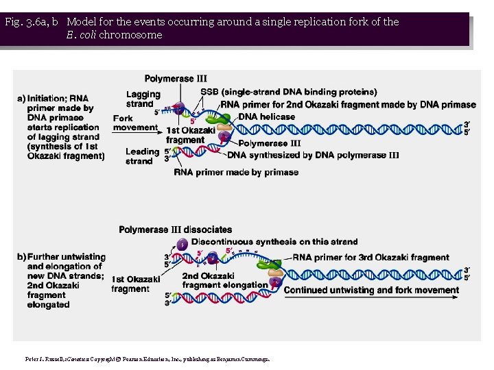 Fig. 3. 6 a, b Model for the events occurring around a single replication