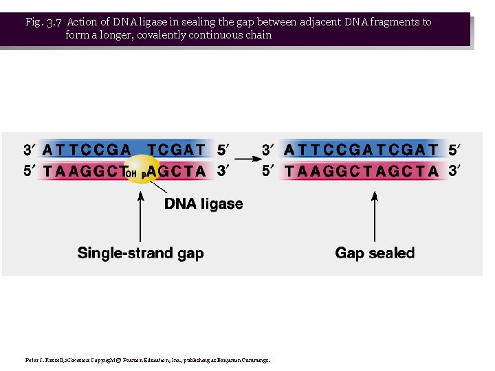 Fig. 3. 7 Action of DNA ligase in sealing the gap between adjacent DNA