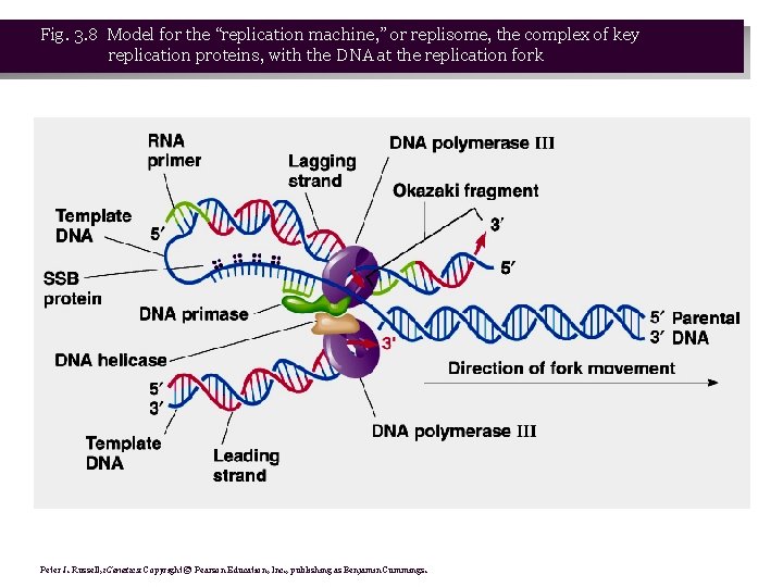 Fig. 3. 8 Model for the “replication machine, ” or replisome, the complex of