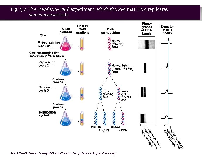 Fig. 3. 2 The Meselson-Stahl experiment, which showed that DNA replicates semiconservatively Peter J.