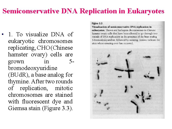 Semiconservative DNA Replication in Eukaryotes • 1. To visualize DNA of eukaryotic chromosomes replicating,