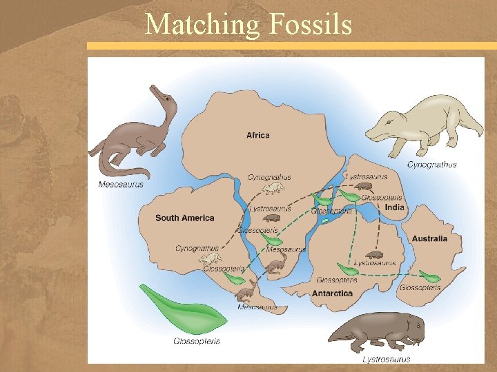 Matching Fossils 