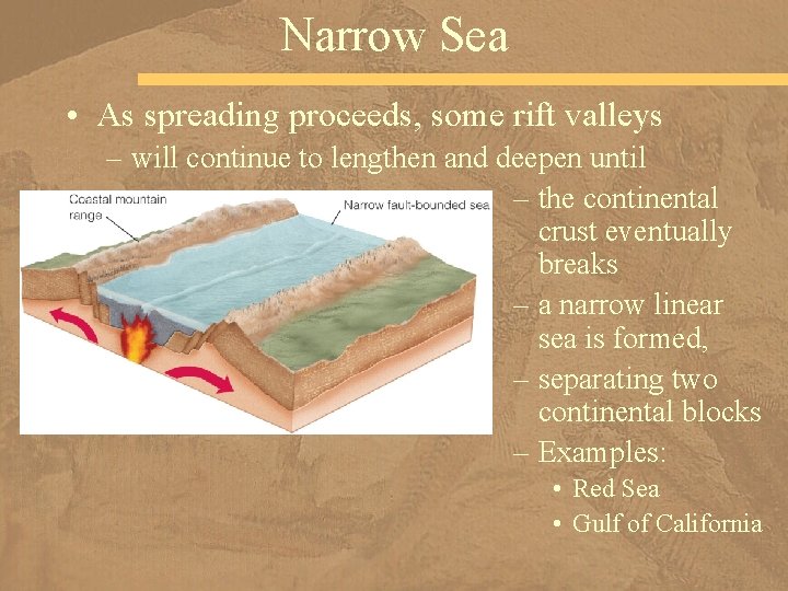 Narrow Sea • As spreading proceeds, some rift valleys – will continue to lengthen