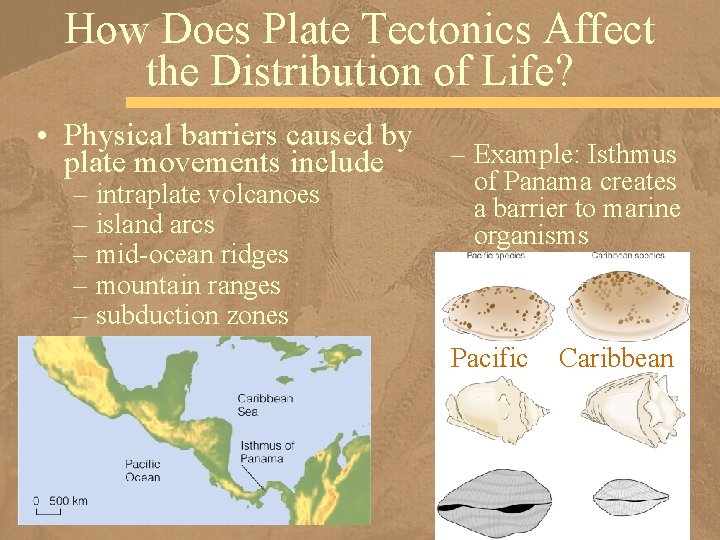 How Does Plate Tectonics Affect the Distribution of Life? • Physical barriers caused by