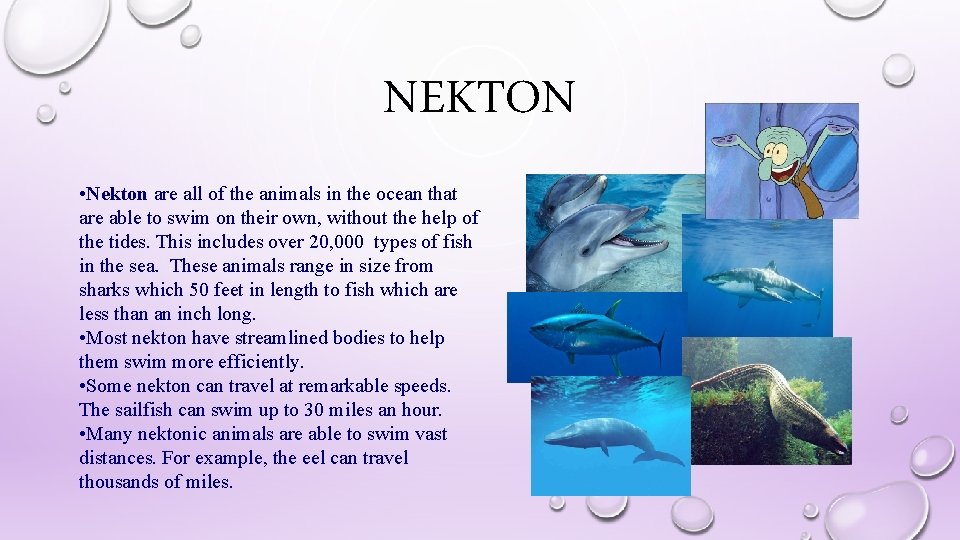 NEKTON • Nekton are all of the animals in the ocean that are able