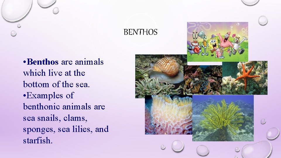 BENTHOS • Benthos are animals which live at the bottom of the sea. •