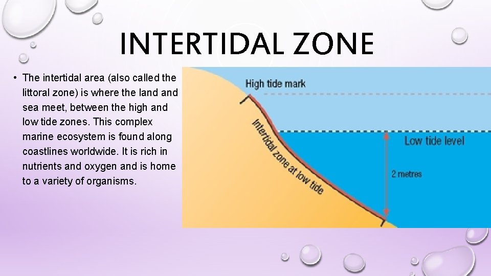 INTERTIDAL ZONE • The intertidal area (also called the littoral zone) is where the