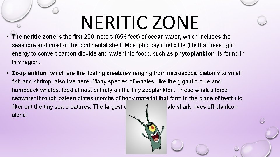 NERITIC ZONE • The neritic zone is the first 200 meters (656 feet) of