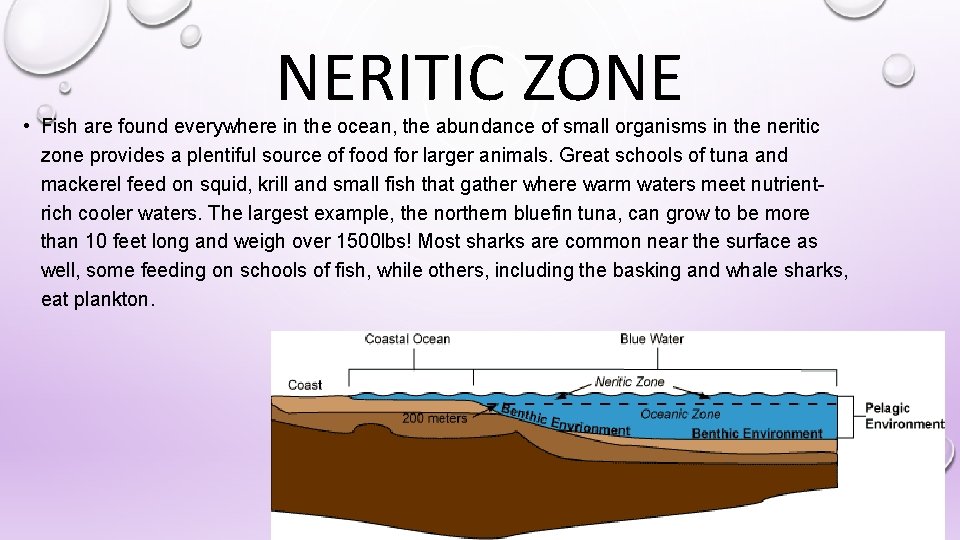 NERITIC ZONE • Fish are found everywhere in the ocean, the abundance of small