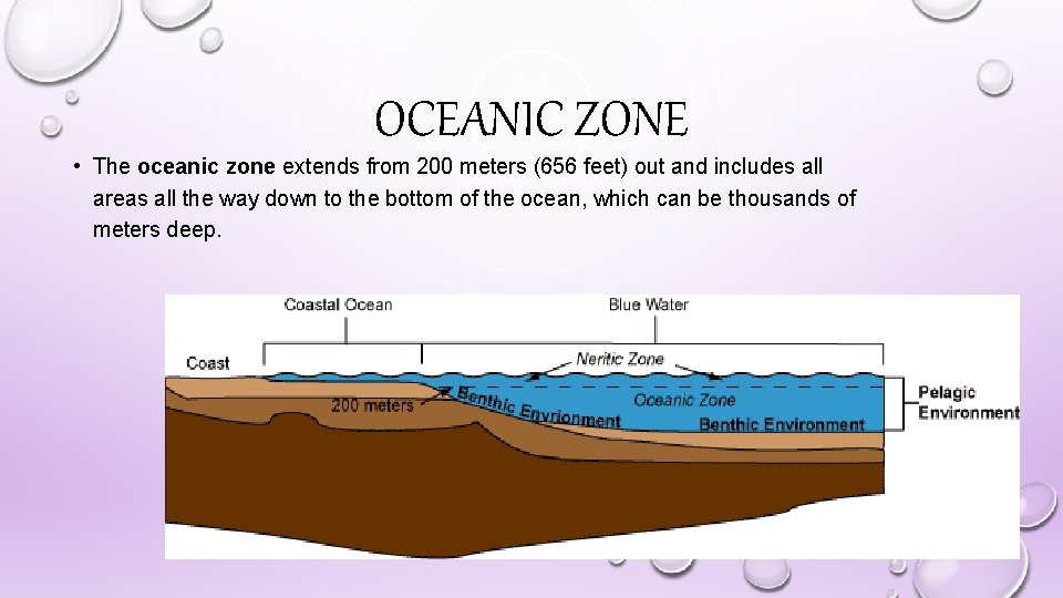 OCEANIC ZONE • The oceanic zone extends from 200 meters (656 feet) out and