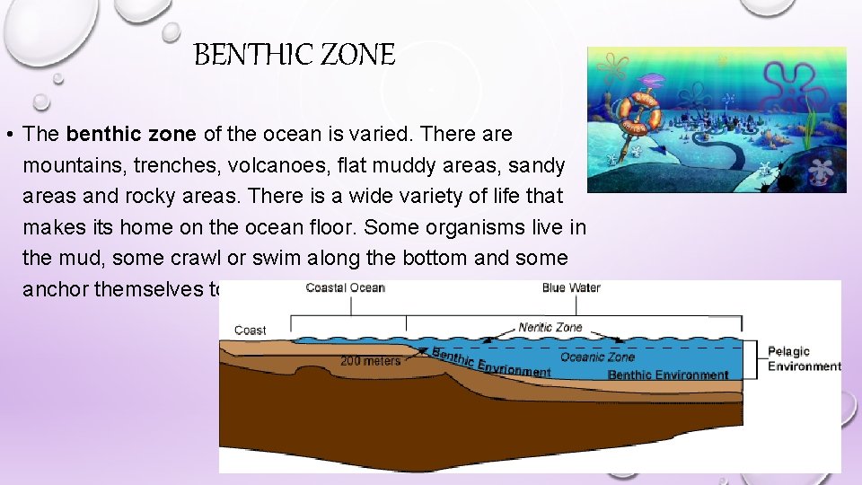 BENTHIC ZONE • The benthic zone of the ocean is varied. There are mountains,