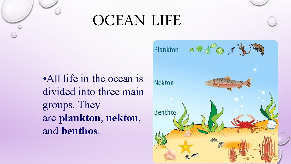 OCEAN LIFE • All life in the ocean is divided into three main groups.