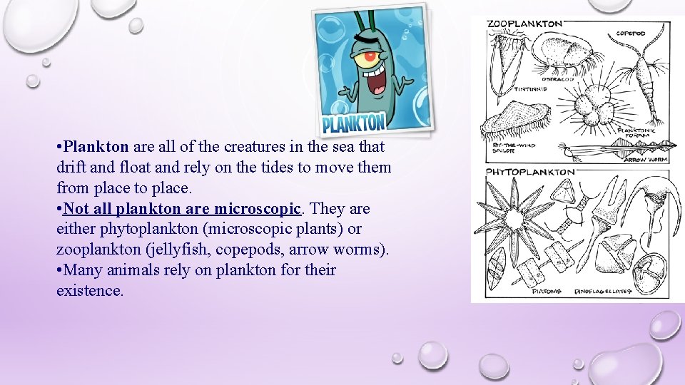  • Plankton are all of the creatures in the sea that drift and