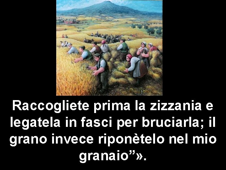 Raccogliete prima la zizzania e legatela in fasci per bruciarla; il grano invece riponètelo