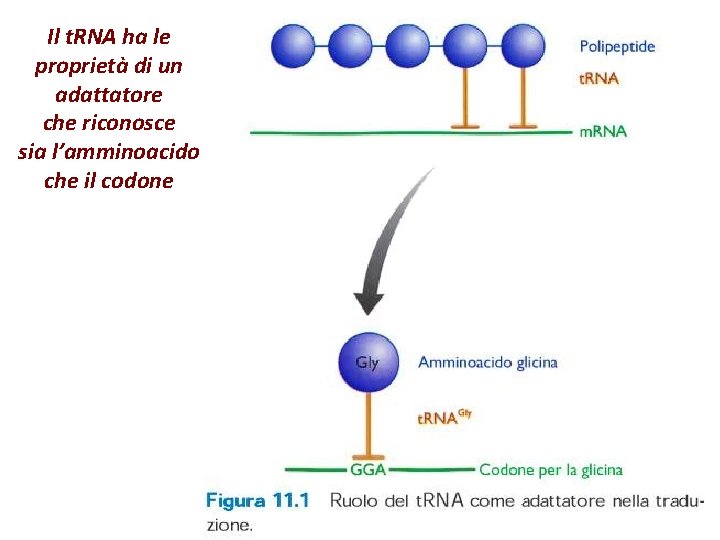 Il t. RNA ha le proprietà di un adattatore che riconosce sia l’amminoacido che