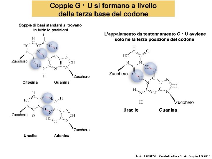 Lewin, IL GENE VIII, Zanichelli editore S. p. A. Copyright © 2006 