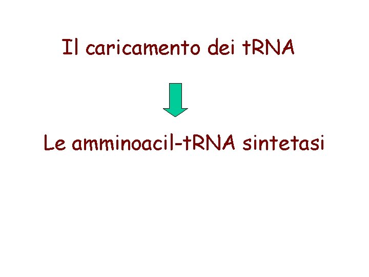 Il caricamento dei t. RNA Le amminoacil-t. RNA sintetasi 