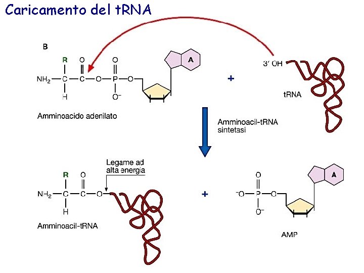 Caricamento del t. RNA 